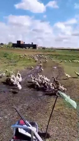 дрессированные гуси