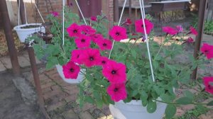 Июль. Огород. Обзор.07.07.2025 г.