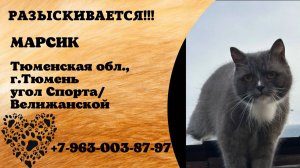 Пропал кот! МАРСИК. Тюменская обл,  г.Тюмень