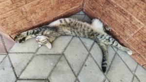 Коты, лето, жара