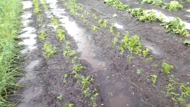Град мы не заказывали