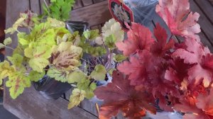 Рододендроны и гейхеры - покупка в июле в Опт-Хоз, отзыв