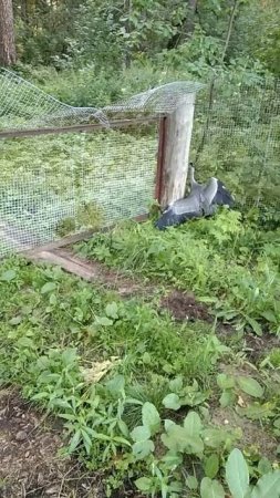 Нежданные гости🦅 живу как в зоопарке🤗