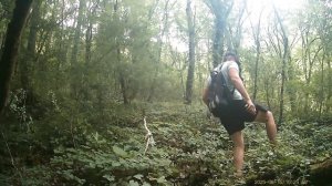 Животный мир п Лазаревское .Медведь ,косуля,🦌.волки .съёмки 10.06.25.-10.07.25