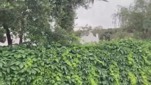 рядом с отелем Petunya Beach Resort 4* Бодрум Турция