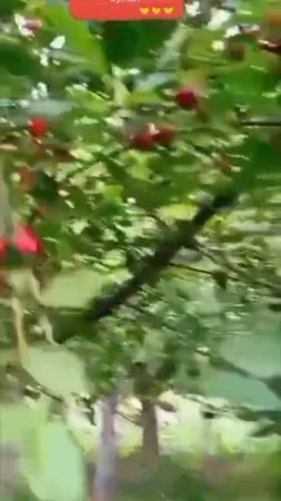 Сад черешня 🍒