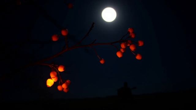 Облепиха. Юрий Куимов