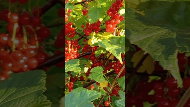Урожай 2025года. Красная смородина. Желе.