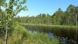 Я выкину спининг в лес🌲🌲🌲