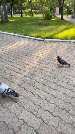 #голуби