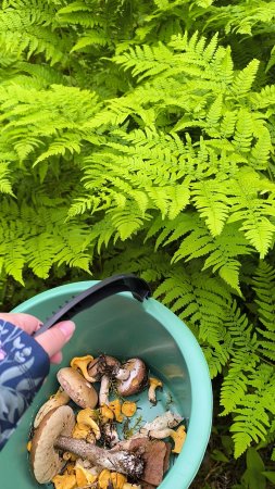 Папоротник в лесу 🌿