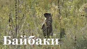 В ЛНР более 110 тысяч гектаров площади обитания сурков-байбаков