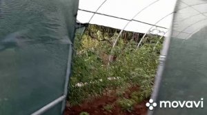 немного про дела огородные, 12 июля/огород/дача/