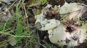 Белые грузди, малакнники беляннки 🍄🍄🍄 2025 года 7 июля 🍄🍄🍄 #белые грузди, #малоканники, #белян