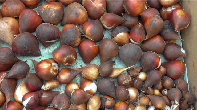 Просушка и обрезка луковиц тюльпанов