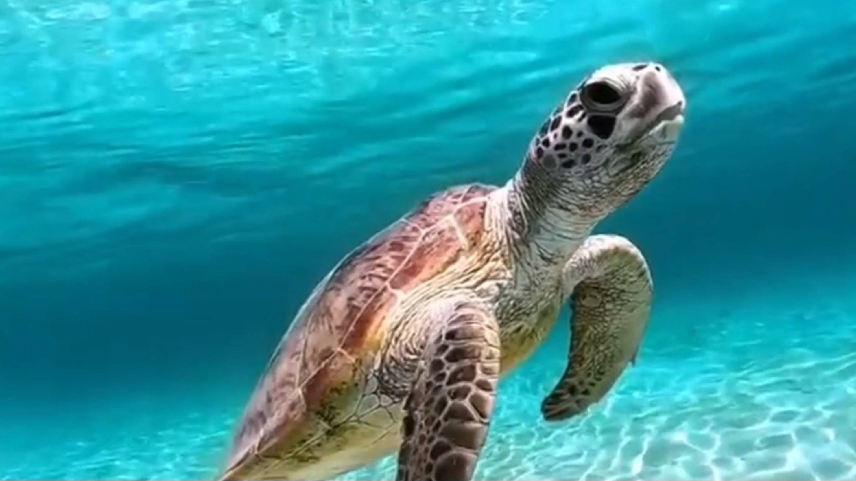 Антистресс. Черепашки и рыбки в море 🐢 🐟 🌊 АСМР. ASMR. смотреть онлайн