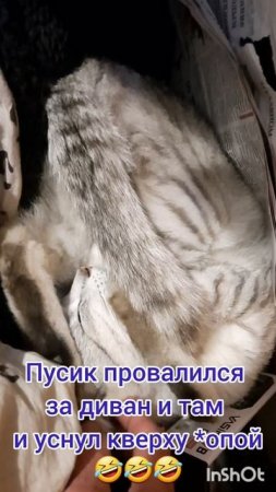 Животные.Сборник моментов из жизни братьев меньших.Фильм1.Серия5.Часть3  .mp4