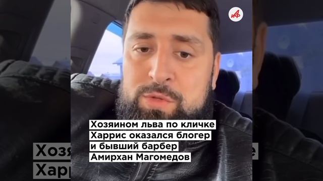 Силовики пришли за львом: блогер из Сургута держал опасного хищника на даче