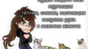 бозе я так люблю кошек и котов