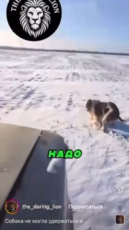 особенности национальной охоты! Как собака зайца...