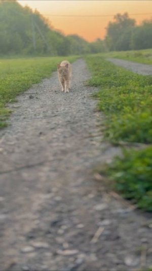 Пора домой #жизньзагородом#кот #котик #лето #природа #животные