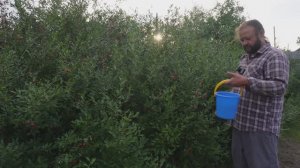 ПОРА СОБИРАТЬ ЯГОДУ И ПРЯТАТЬ В ДОМАШНИЕ ЗАКРОМА собираю вишню