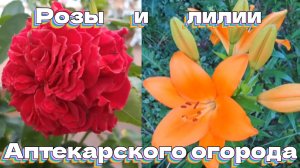 Розы и лилии Аптекарского огорода