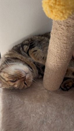 Сладко спящая шотландская вислоухая кошечка 🐱