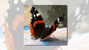 Бабочка Адмирал