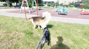 Социализация щенка