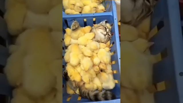 Будни домашних животных Подборка