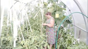11.07.2025. Пасынкую огурцы и помидоры. Рыхлю грядки после полива.