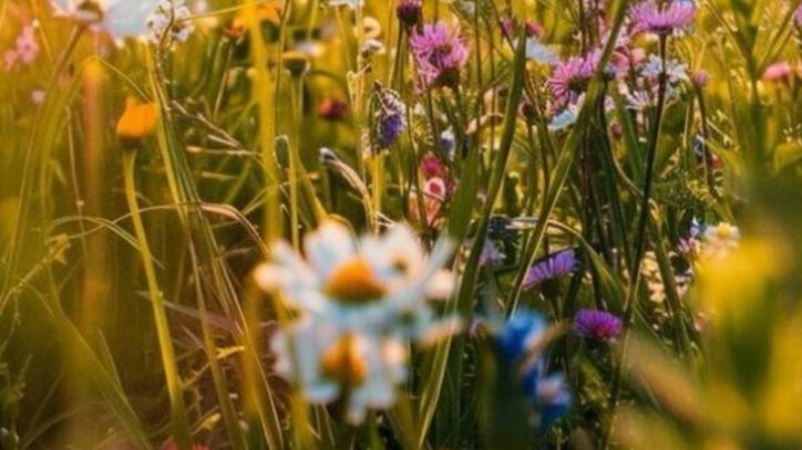 Желаю тебе прекрасного сегодня 🌸