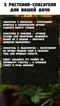 СРОЧНО посадите ЭТИ растения на вашей даче! #сад #рассада #дача