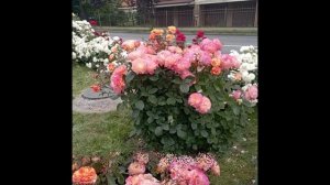 Розы Зеленоградска