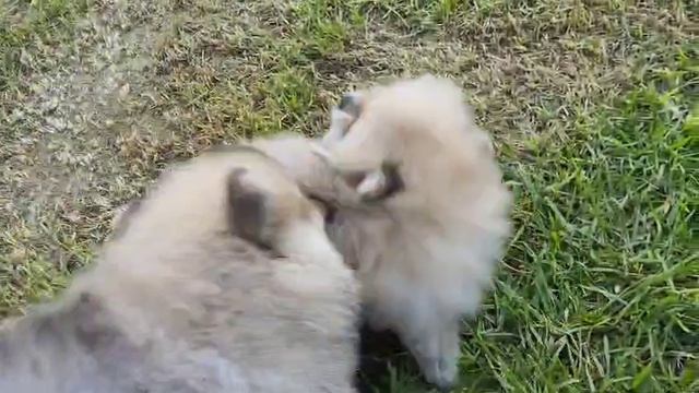 VID-20250712-WA0025 смотреть онлайн