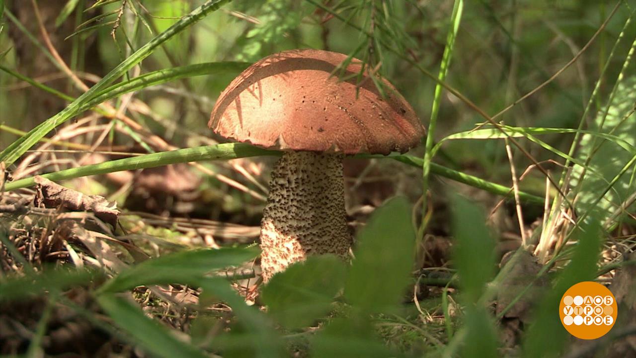 Где тут грибные места? Гид знает! Доброе утро. Суббота. Фрагмент выпуска от 12.07.2025