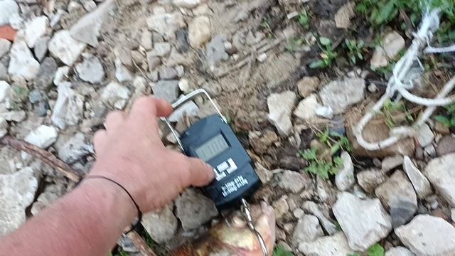 Взвешиваю свой улов на "банки". смотреть онлайн
