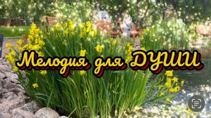 Музыка для души, красивая инструментальная музыка