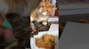 подборка смешных котиков