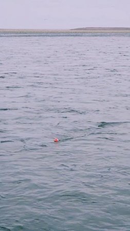 Чем лучше клюёт, тем больше эндорфина! Вот самый кайф!🐟🎣💙 #nastikae #fishing #горбуша