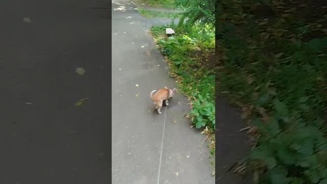 Сеню сегодня во сне потеряла, пришлось проснуться проверить на месте ли 😁