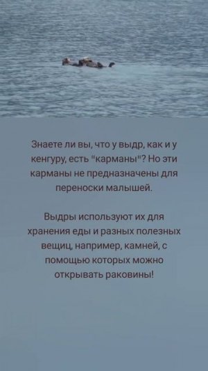 Omnia mea mecum porto. Практичные выдры 🤗🦪🦦