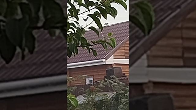Сорочьи стихи на рассвете