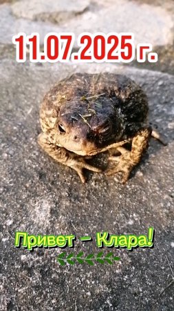 Я СПРОСИЛ У КЛАРЫ, БУДЕТ ЛИ ПОГОДА? КЛАРА ОТВЕЧАЛА... 🤣 #юмор #прикол #хорошеенастроение #природа