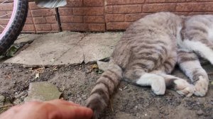 Коты, лето, жара