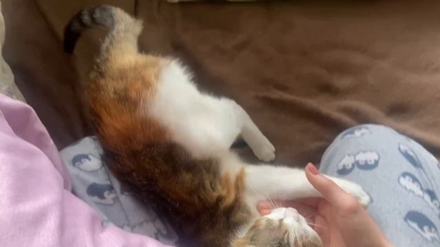 Кошачьи приключения: Игры на дому