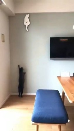 Наш TG https://t.me/liveofcats