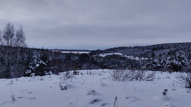 Зимний лес
