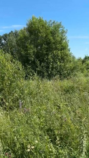 Продается земельный участок 61.2 га. в дер. Степаниха Александровский р-н Владимирской обл.
